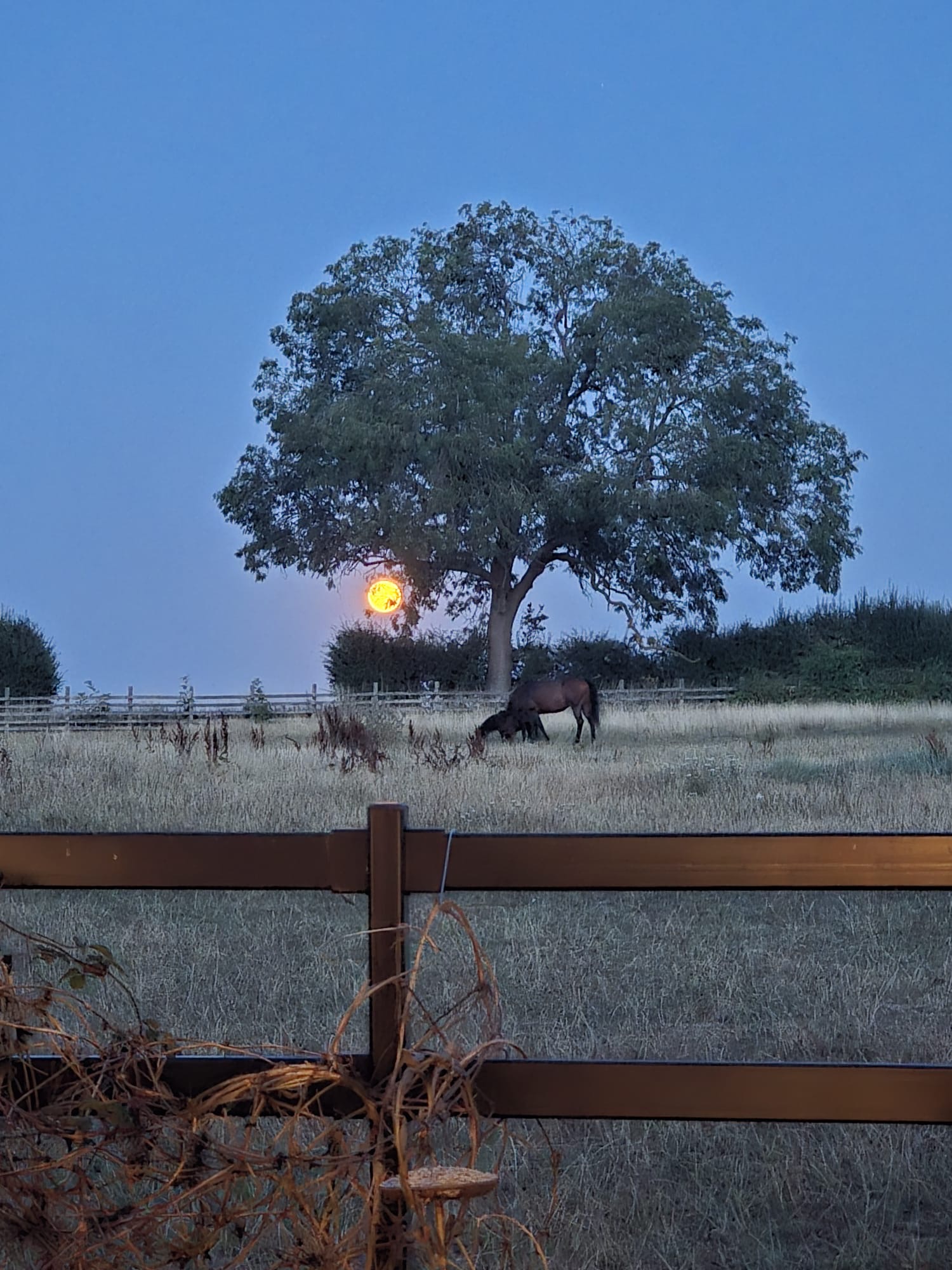 A glowing full moon rising behind a tree at dusk, with horses grazing in the field below